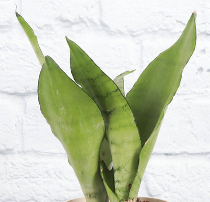 Moonshine Snake Plant