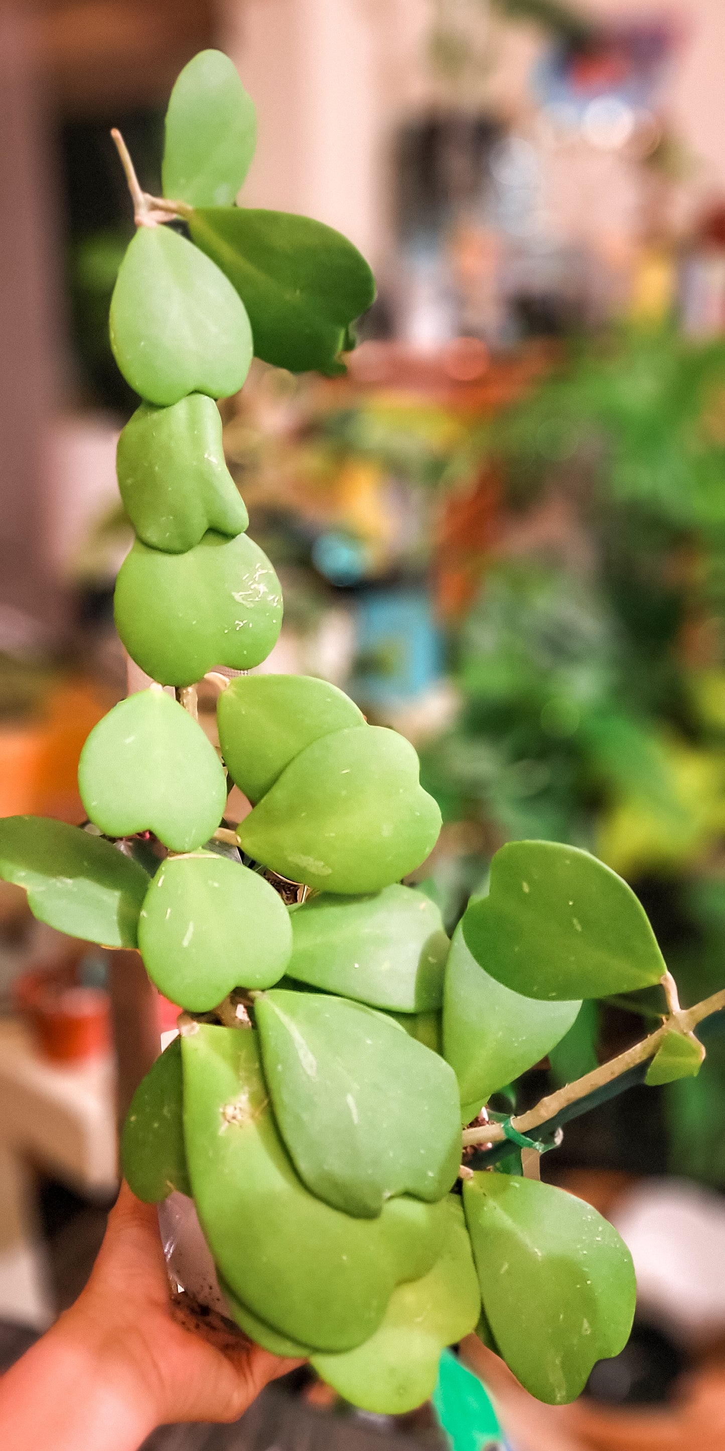 Hoya Kerrii