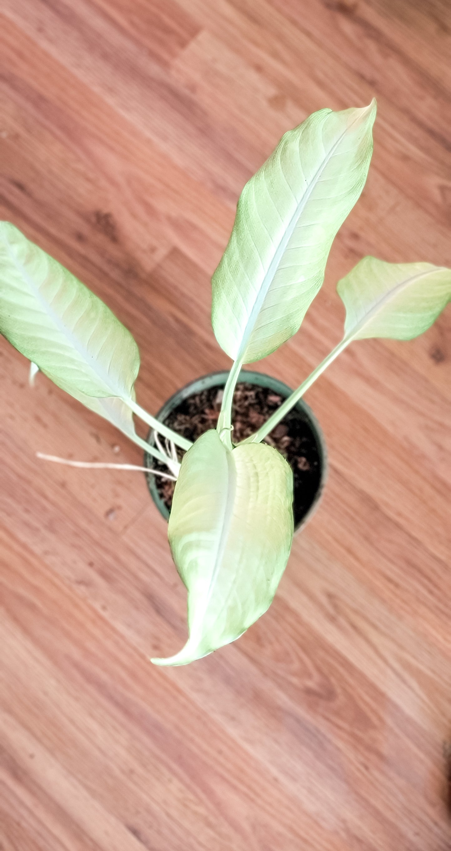 Dieffenbachia