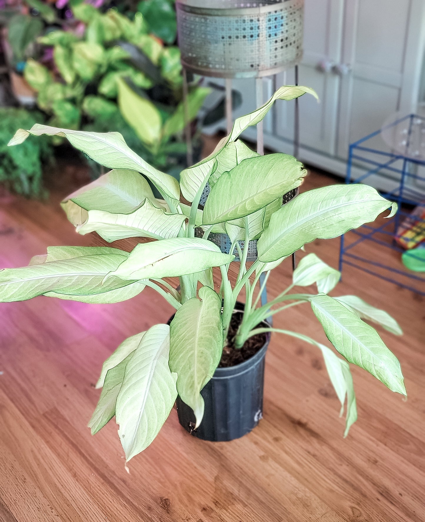 Dieffenbachia