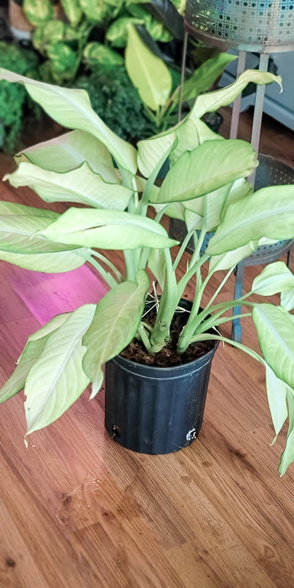 Dieffenbachia