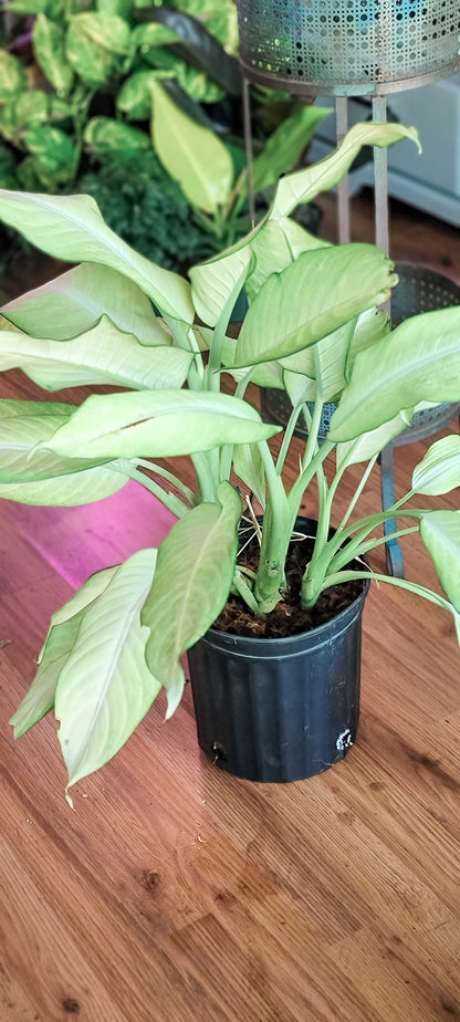 Dieffenbachia