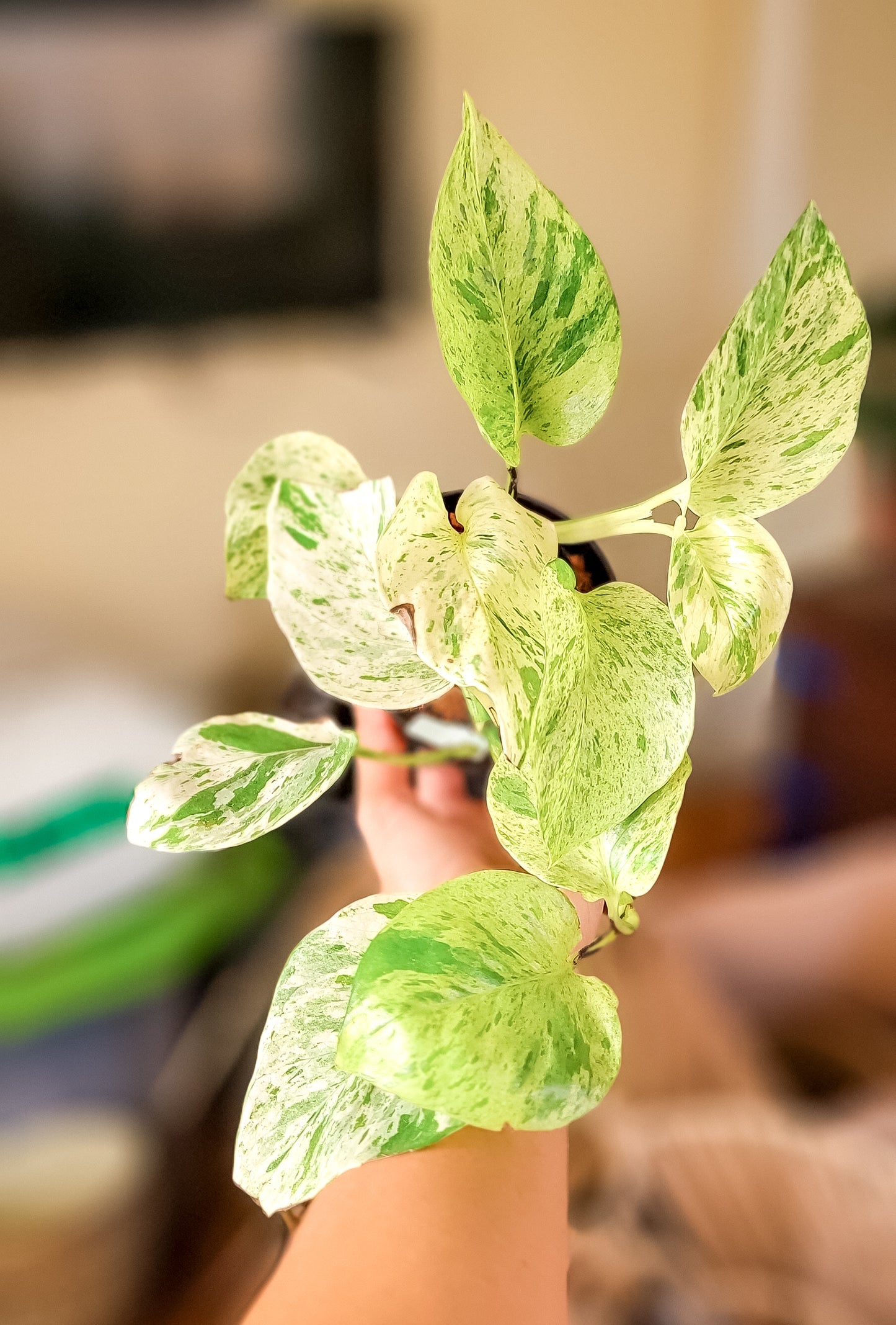 Snow Queen Pothos