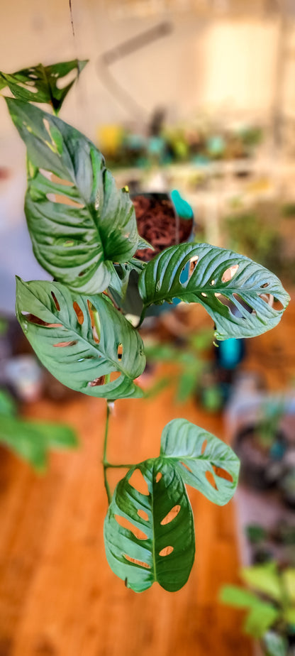 Monstera Adonsanii