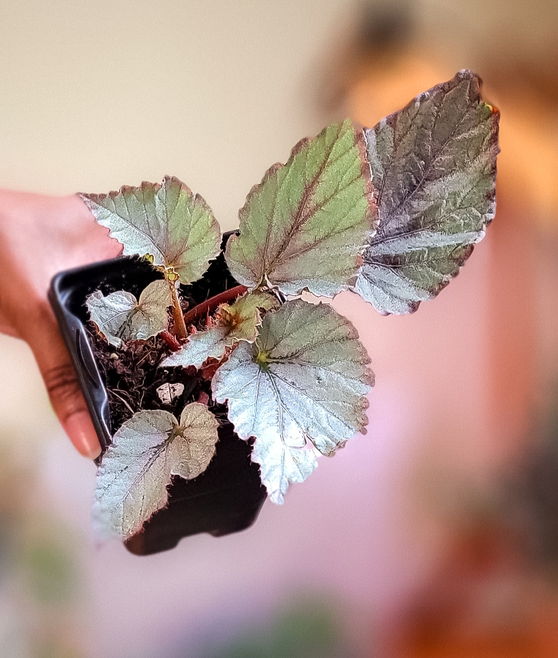 Silver Limbo Cane Begonia