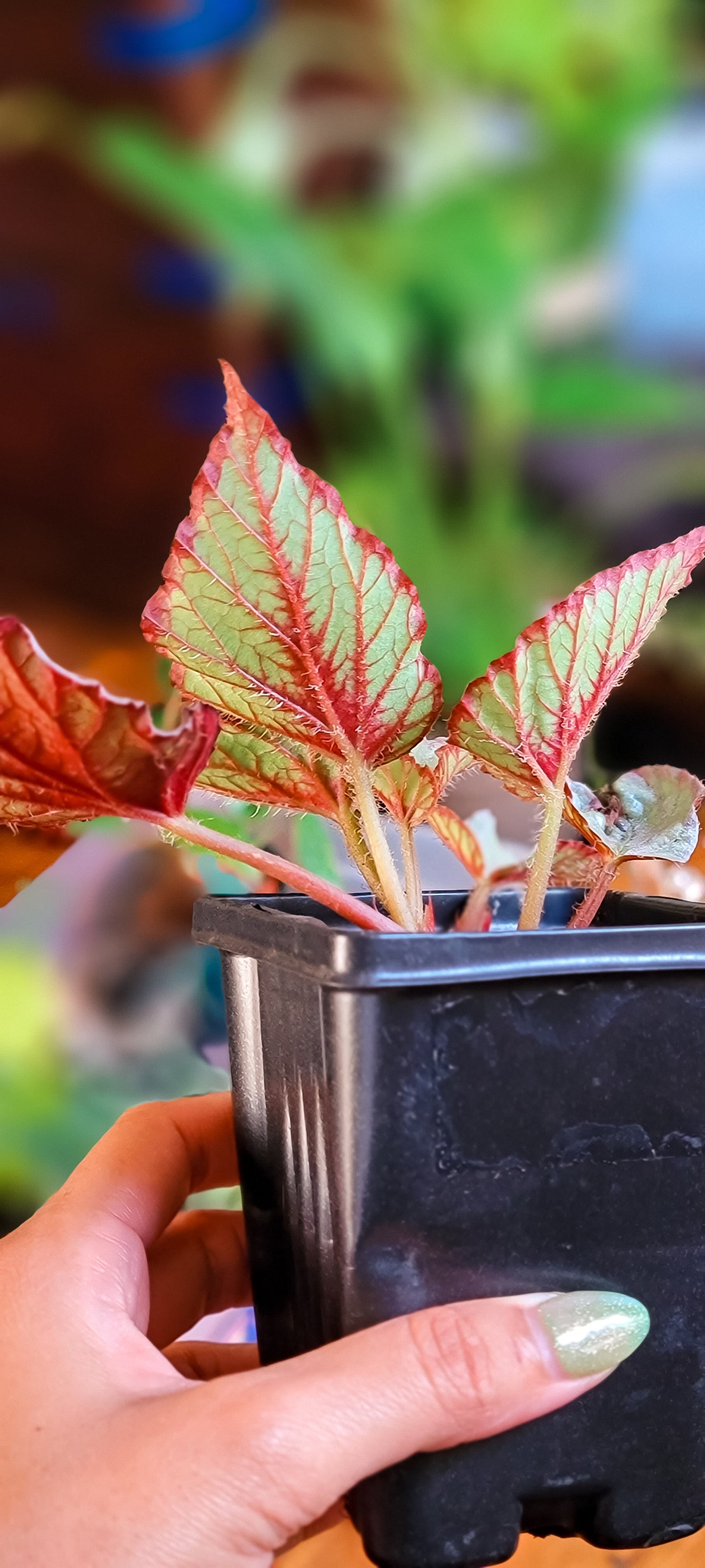 Silver Limbo Cane Begonia