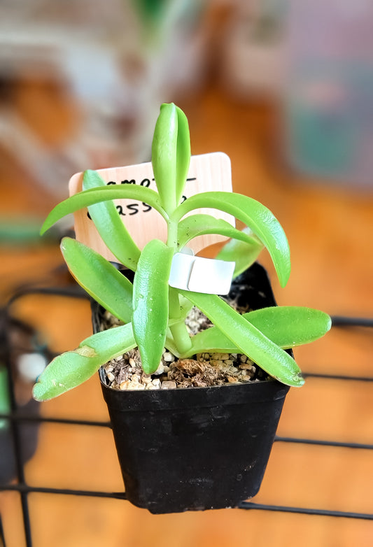 Campfire Crassula