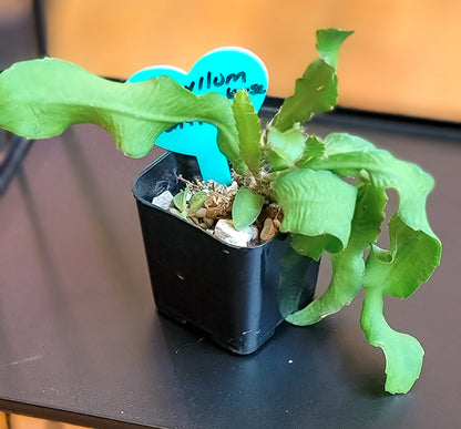 Curly Locks Cactus