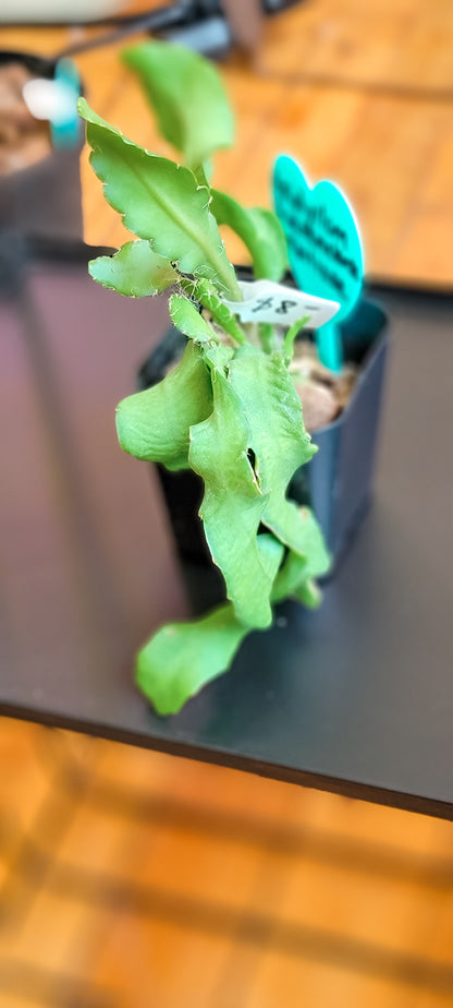 Curly Locks Cactus