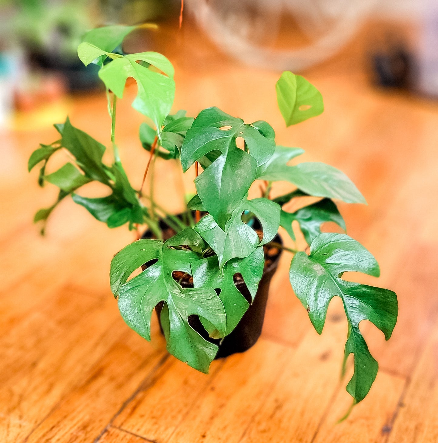 Mini Monstera