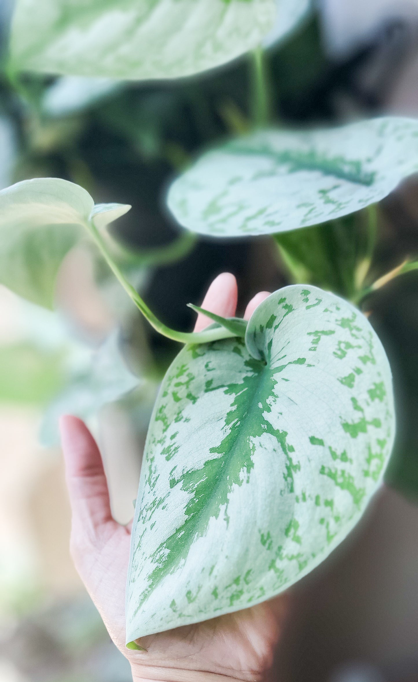 Scindapsus Silver Satin Exotica