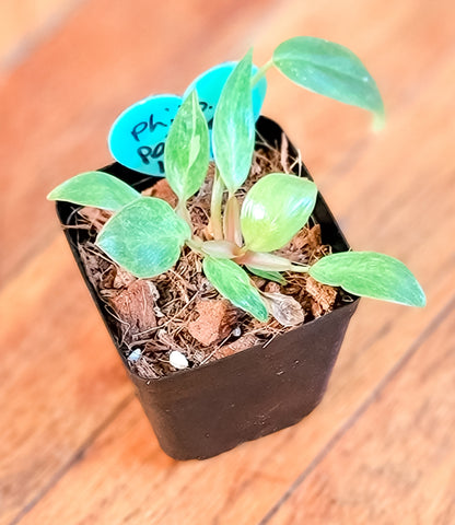 Painted Lady Philodendron