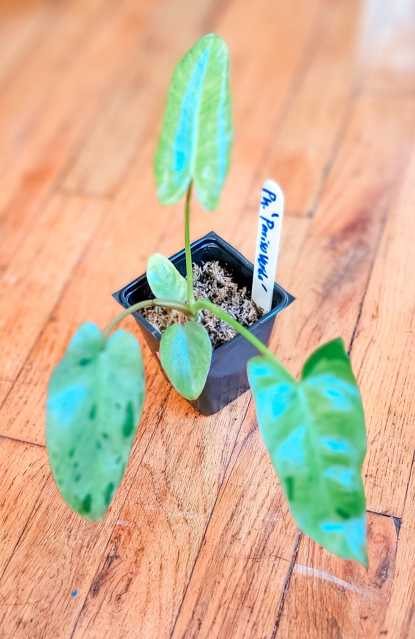 Paraiso Verde Philodendron