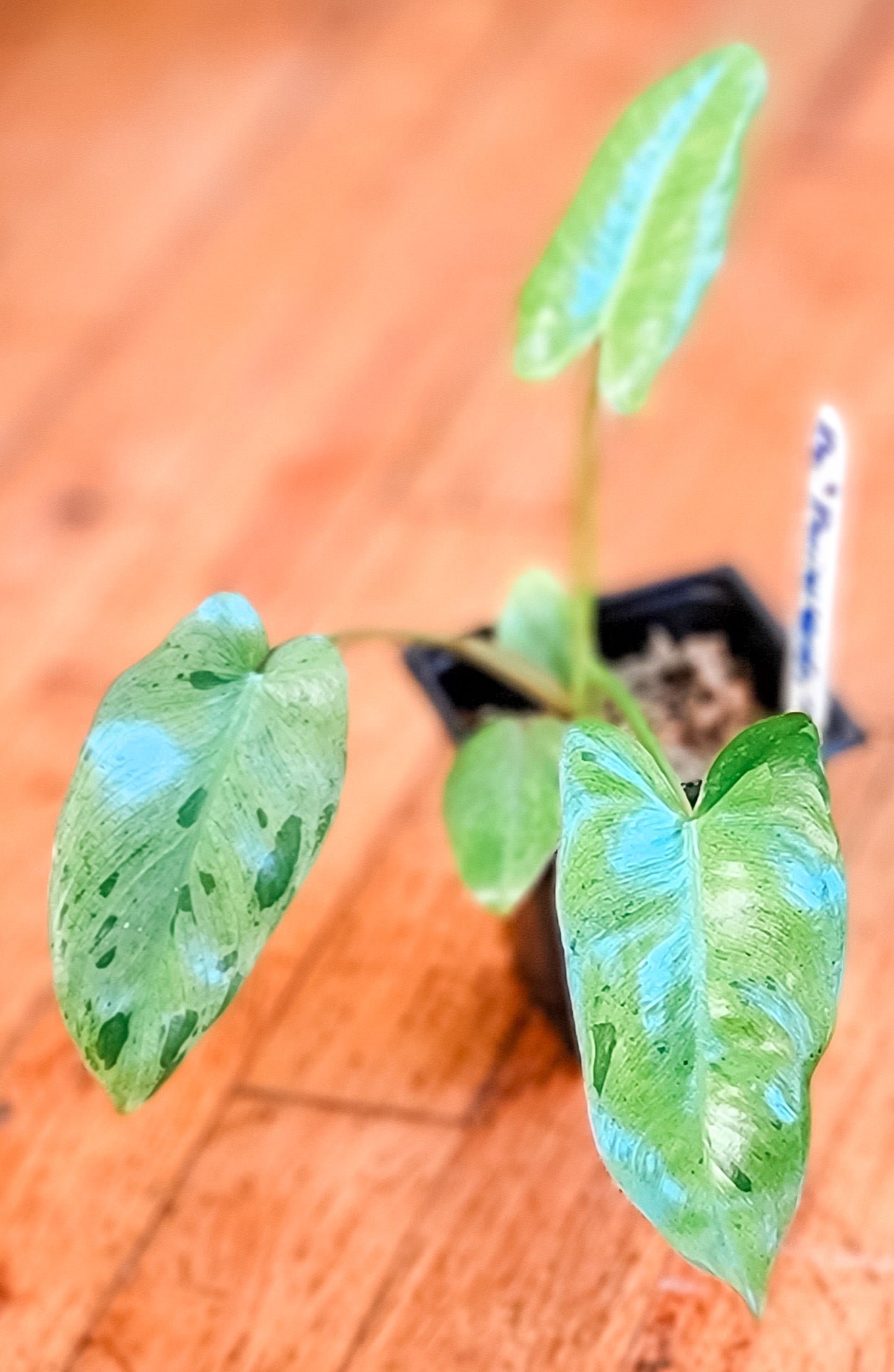 Paraiso Verde Philodendron