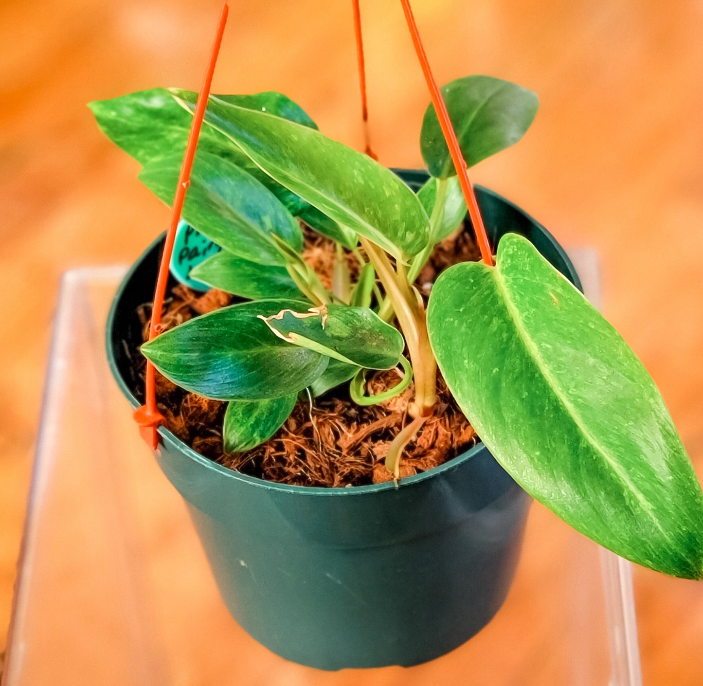 Painted Lady Philodendron