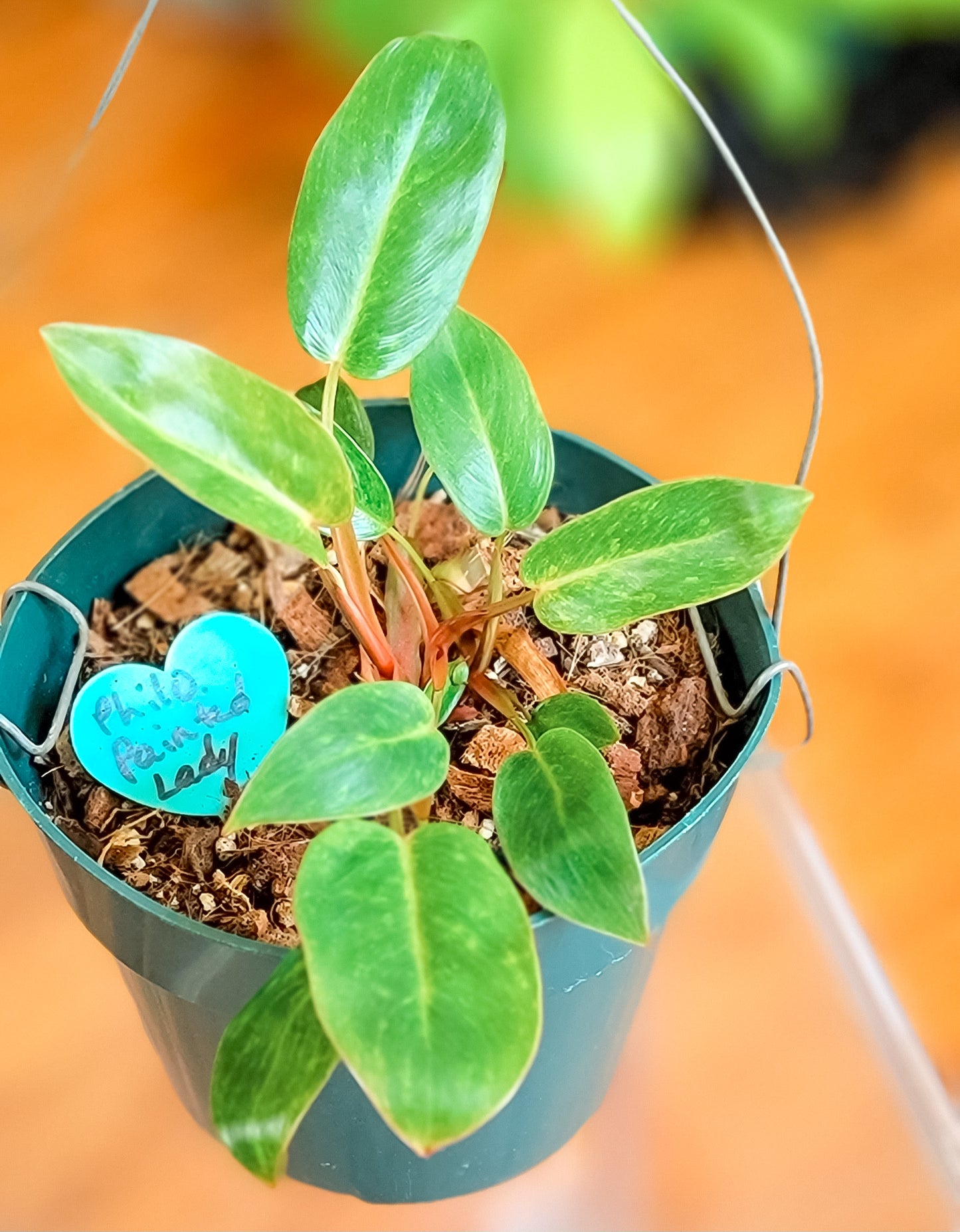 Painted Lady Philodendron