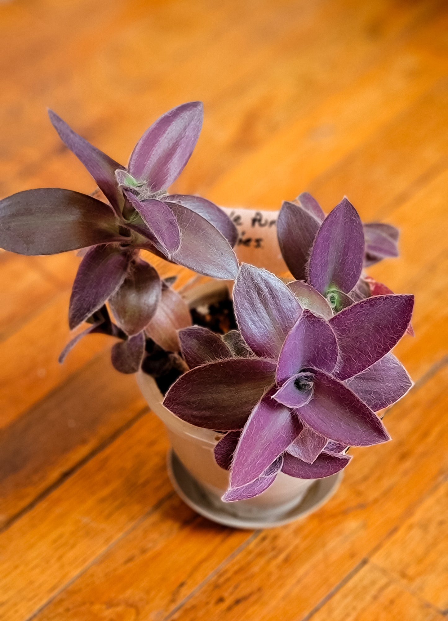 Pale Puma Tradescantia - Local Only