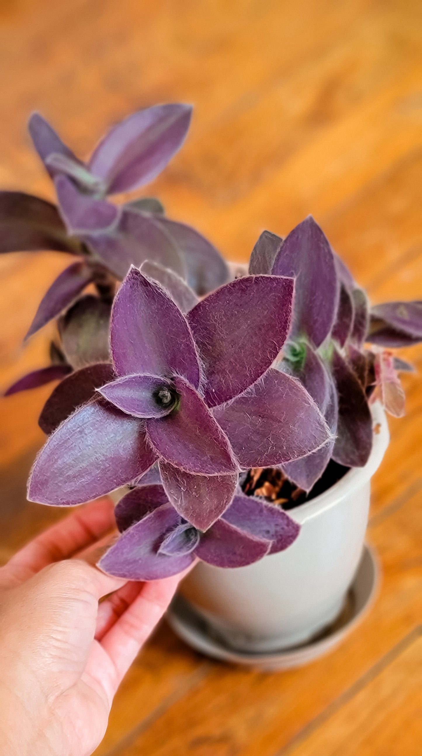 Pale Puma Tradescantia - Local Only