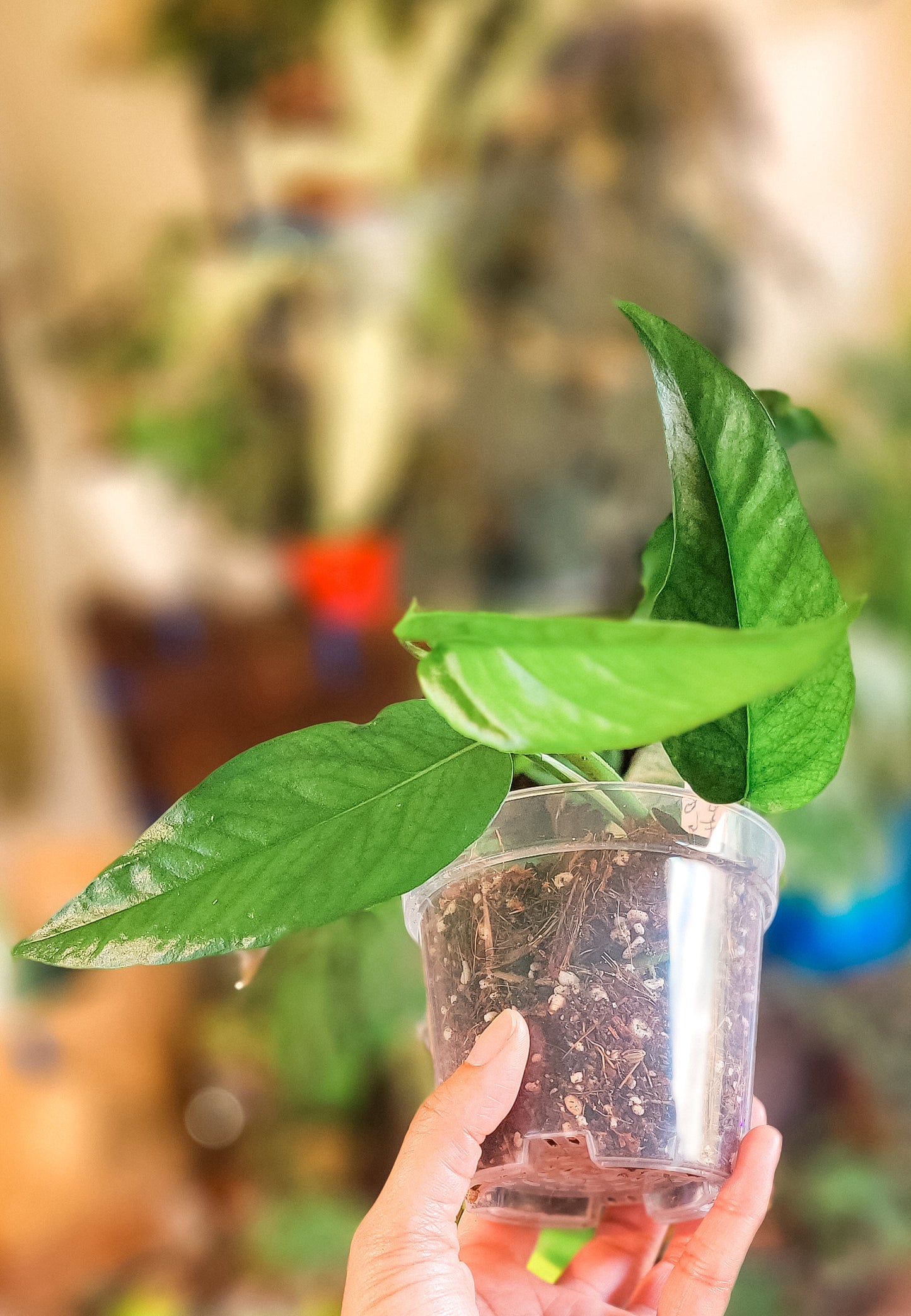 Pothos Baltic Blue