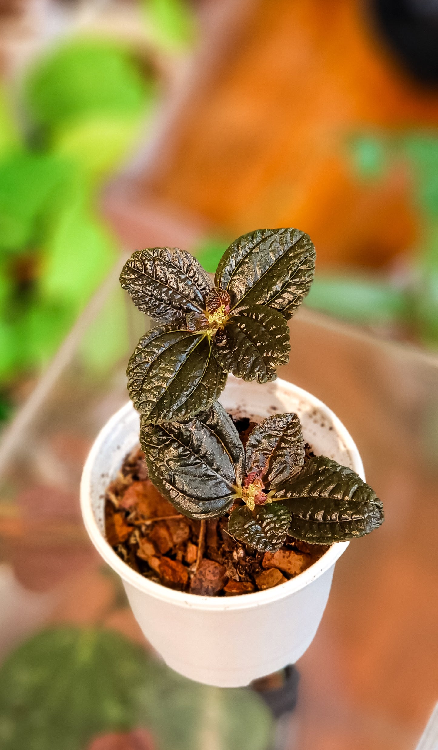 Black Leaf Panamiga Pilea