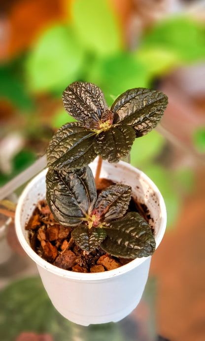 Black Leaf Panamiga Pilea