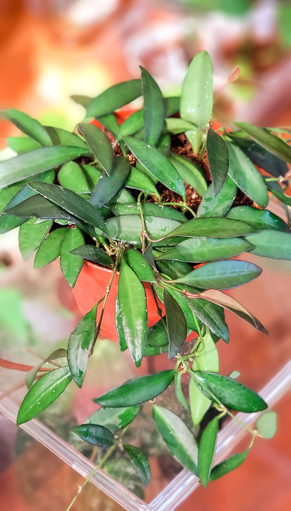 Hoya Wayetii