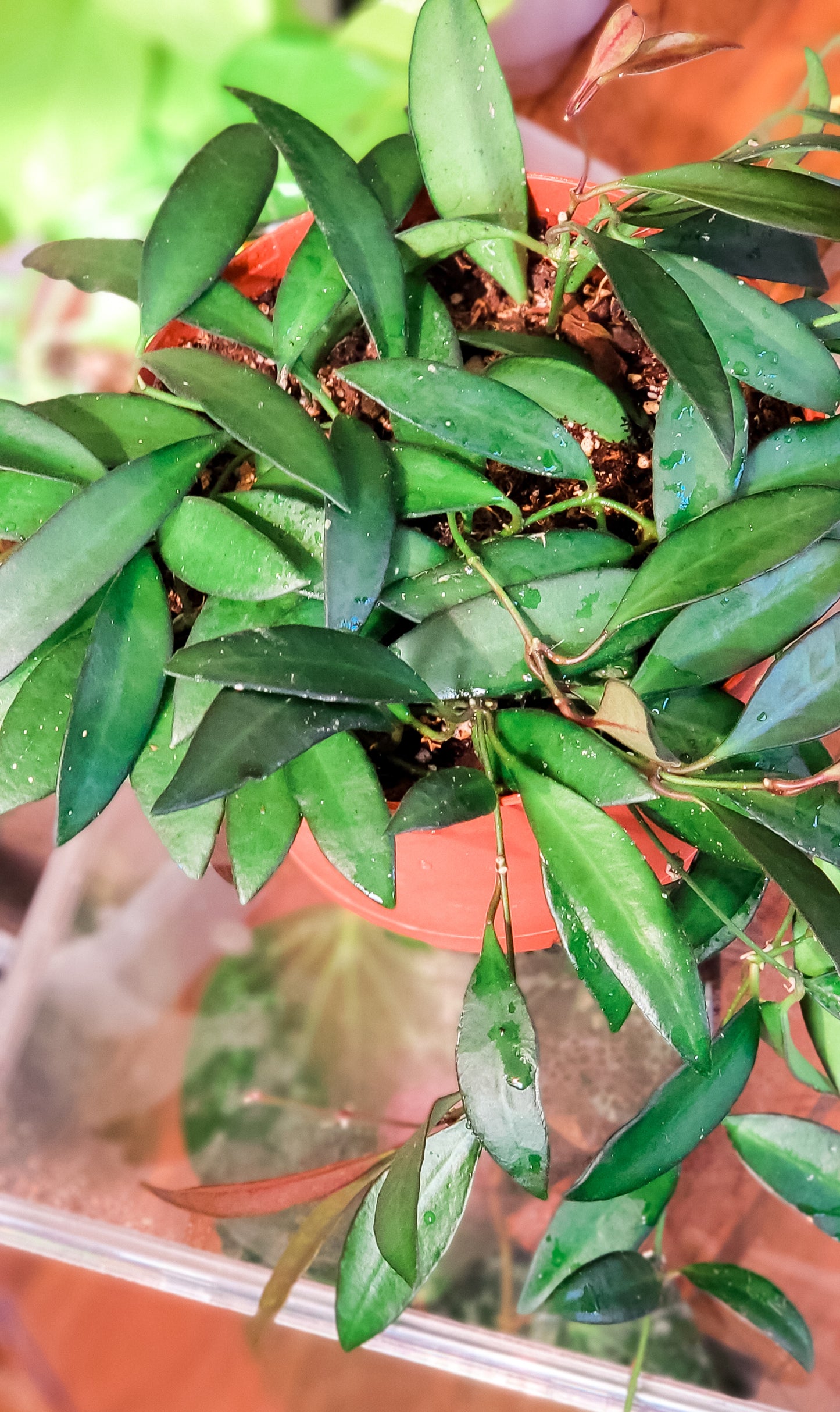 Hoya Wayetii