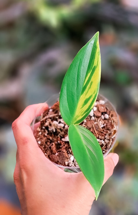 Scindapsus Coriaceus Variegated