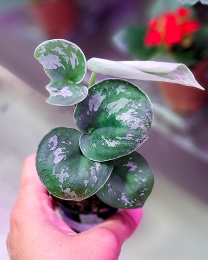 Scindapsus Silver Satin Exotica