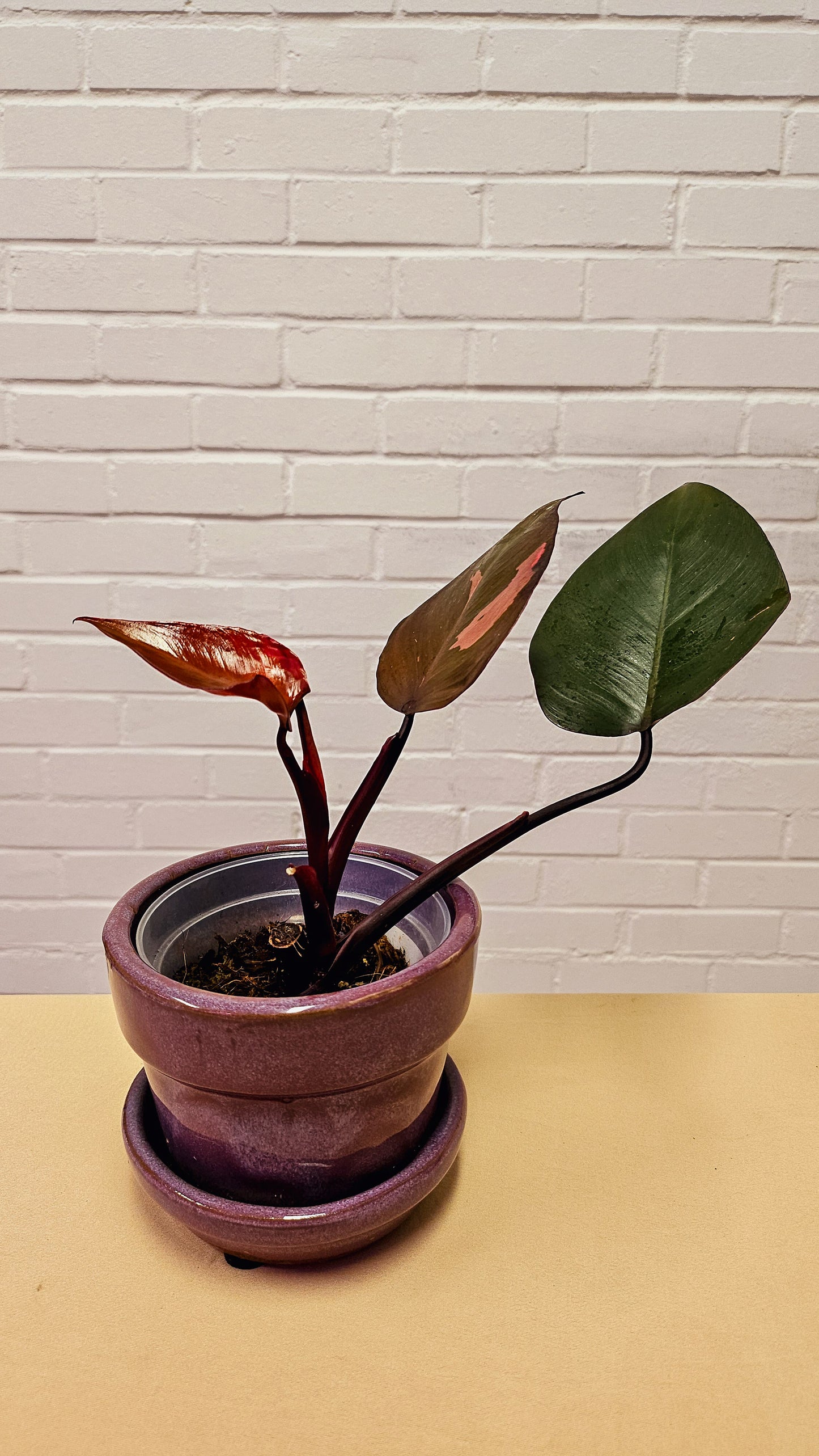 Philodendron Red Brown