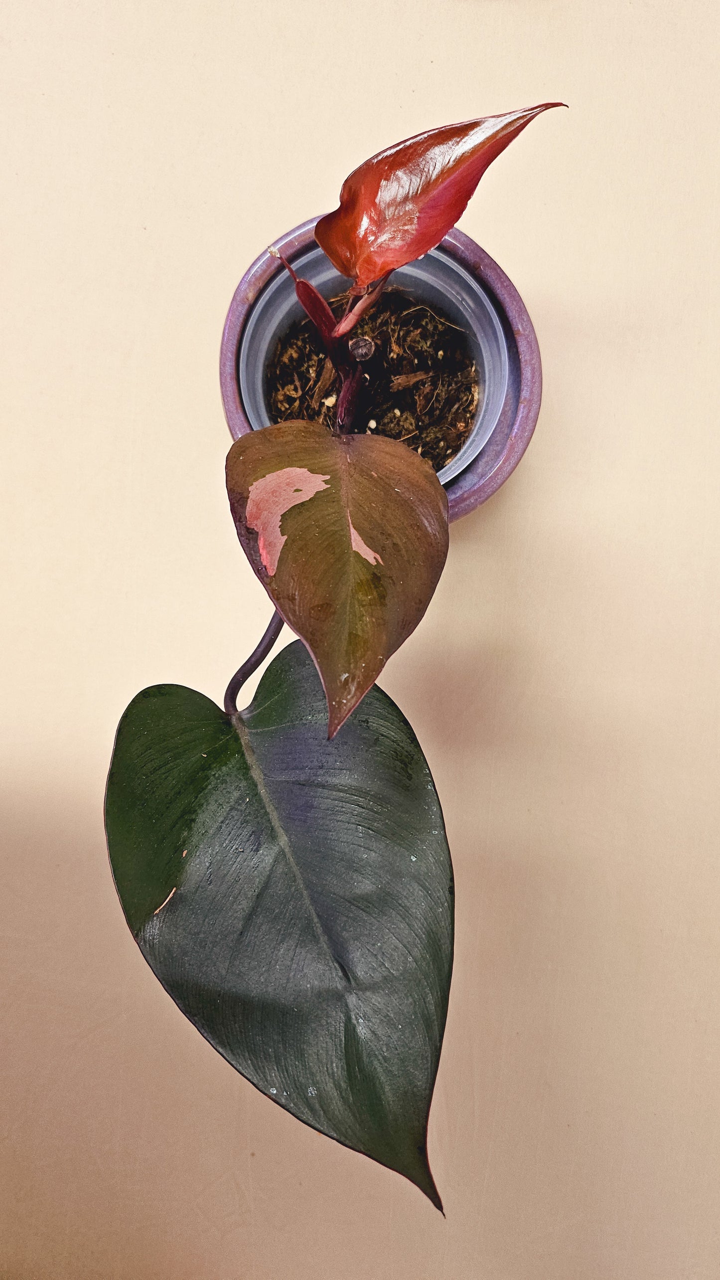 Philodendron Red Brown