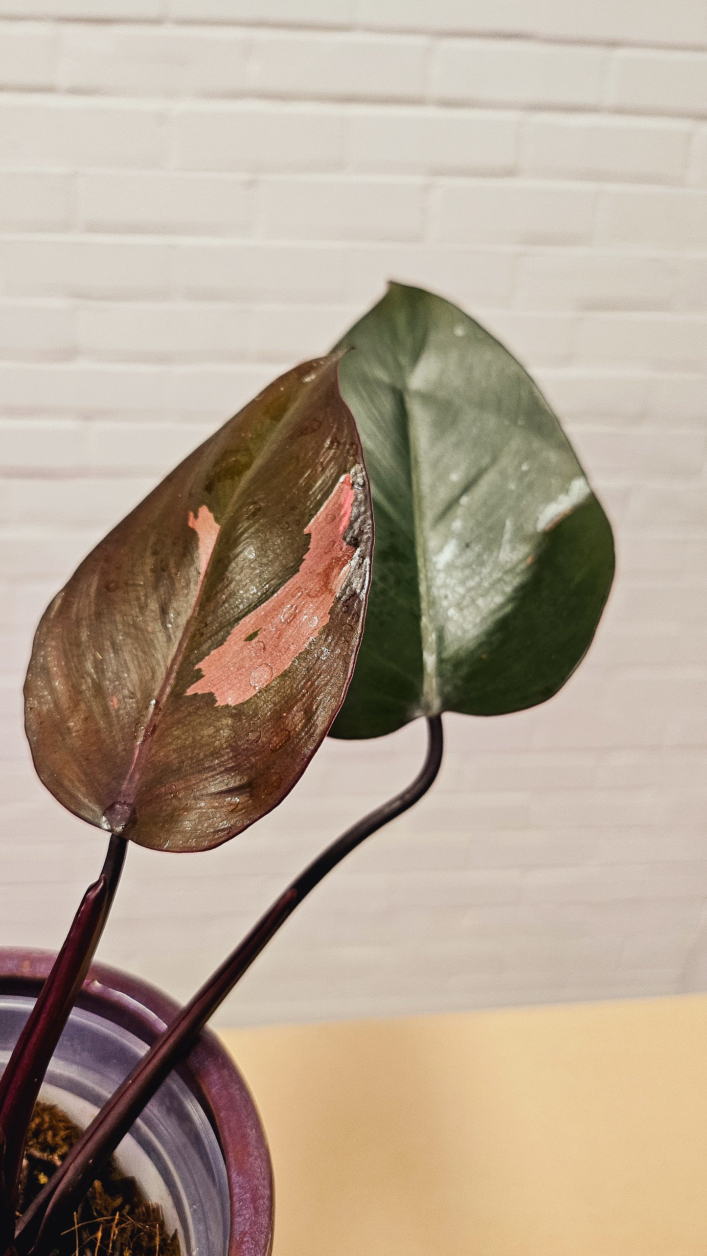 Philodendron Red Brown