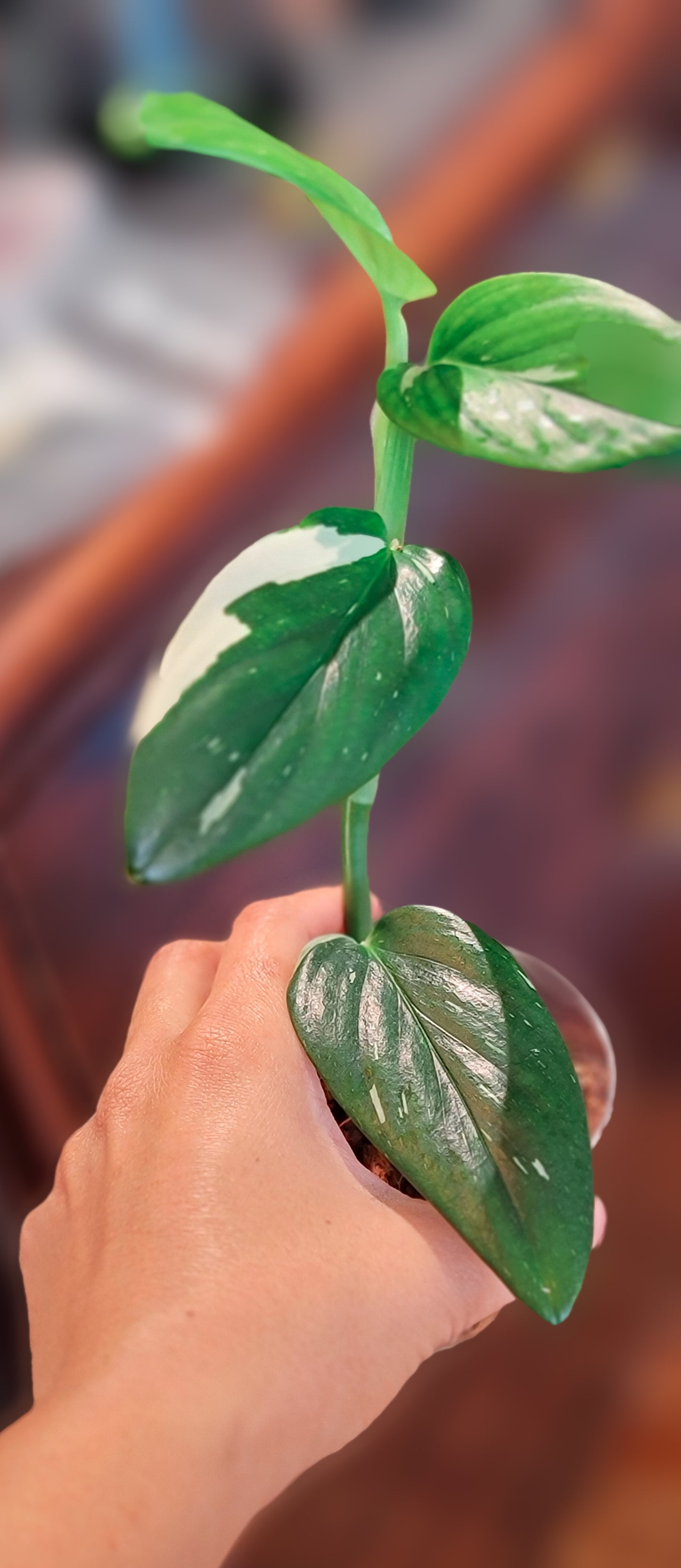 Monstera Standleyana