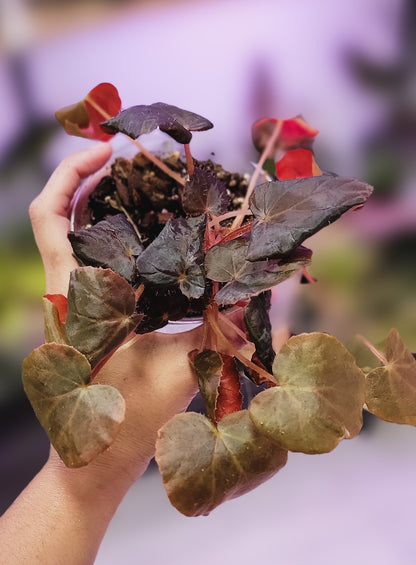 Begonia Metachroa