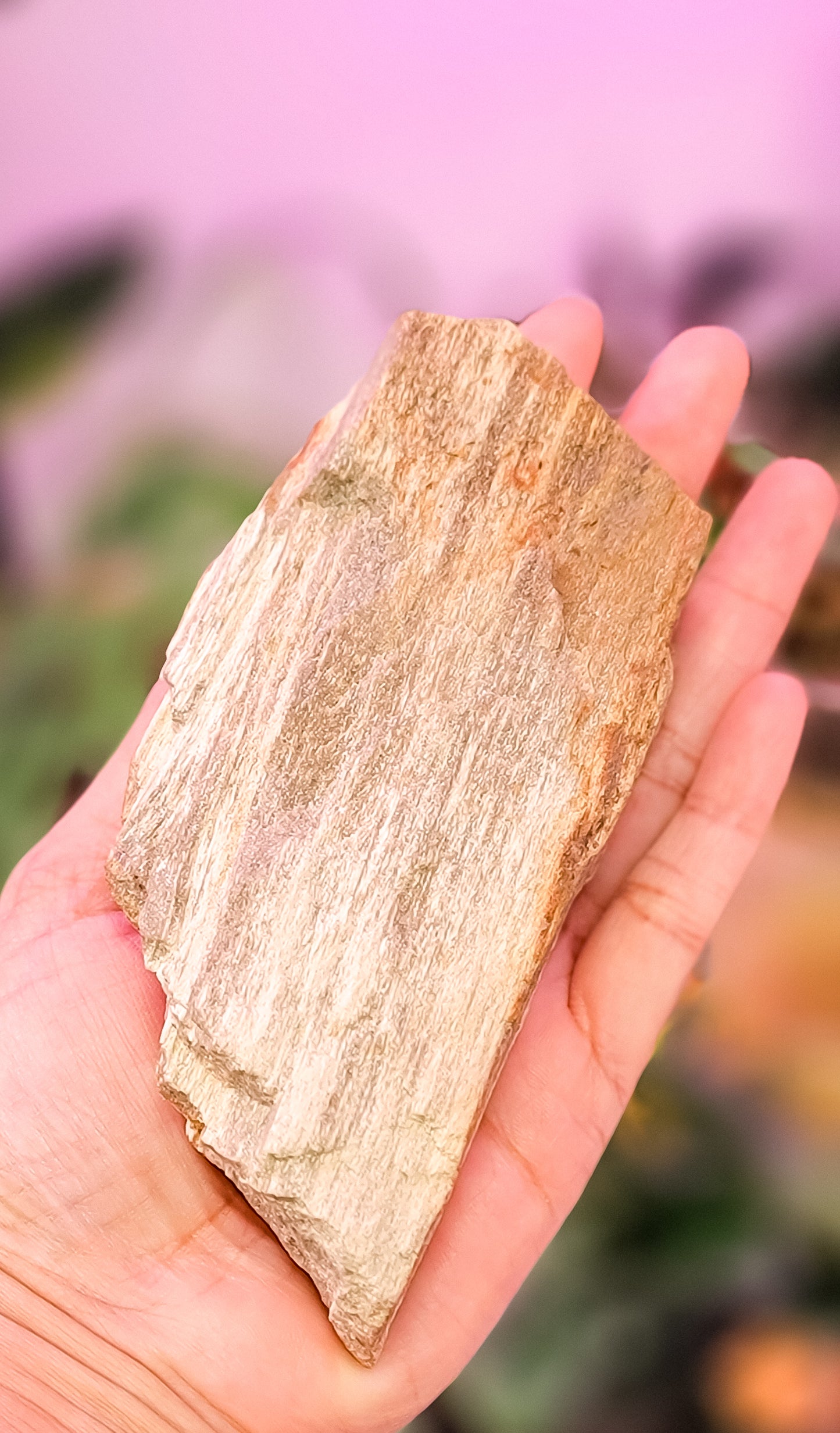 Petrified Wood