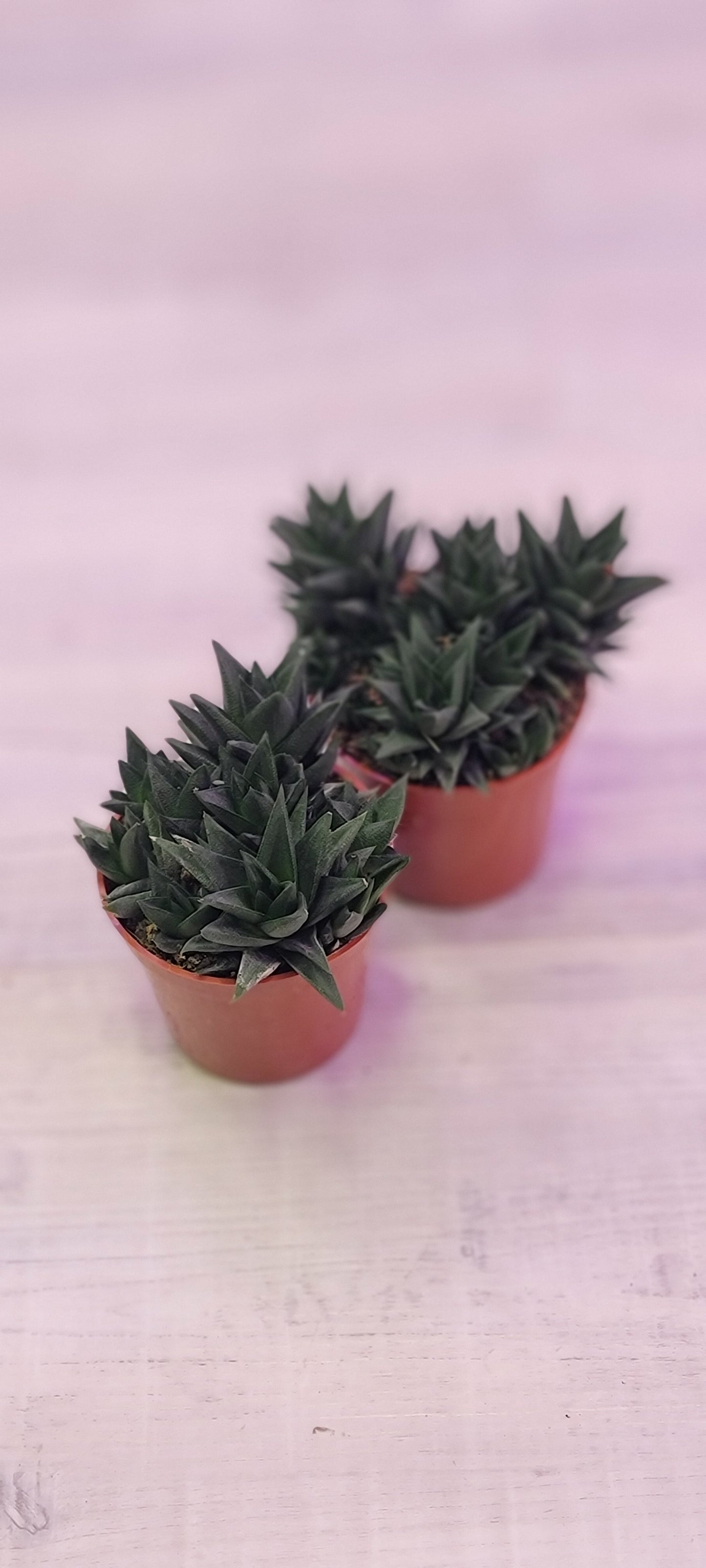 Black Haworthia