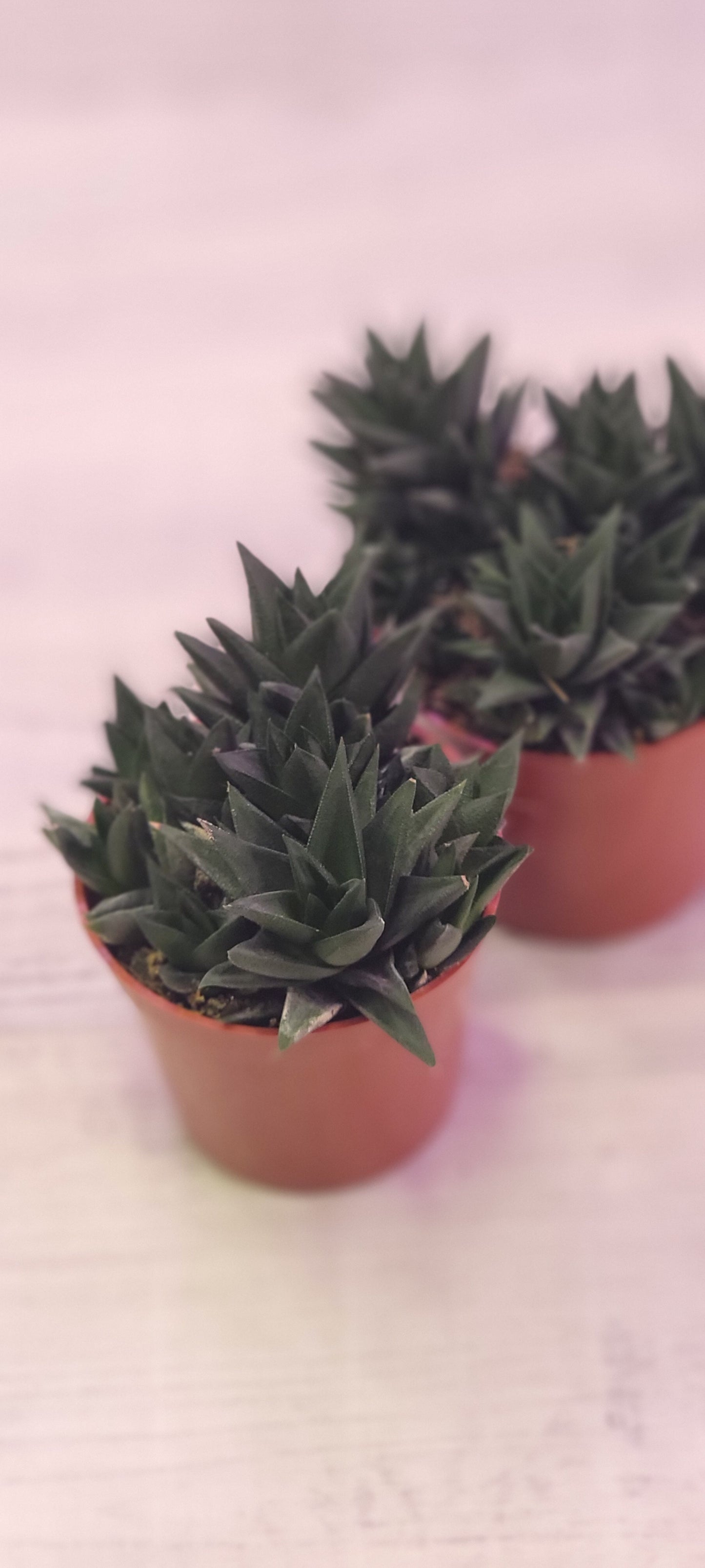 Black Haworthia