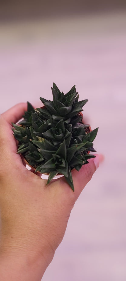 Black Haworthia