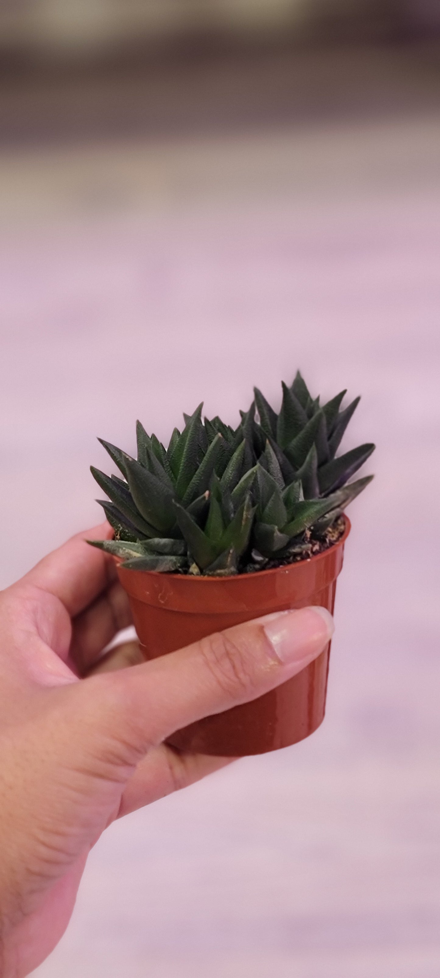 Black Haworthia