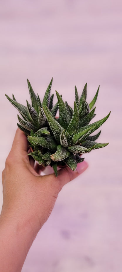 Haworthia Zebra