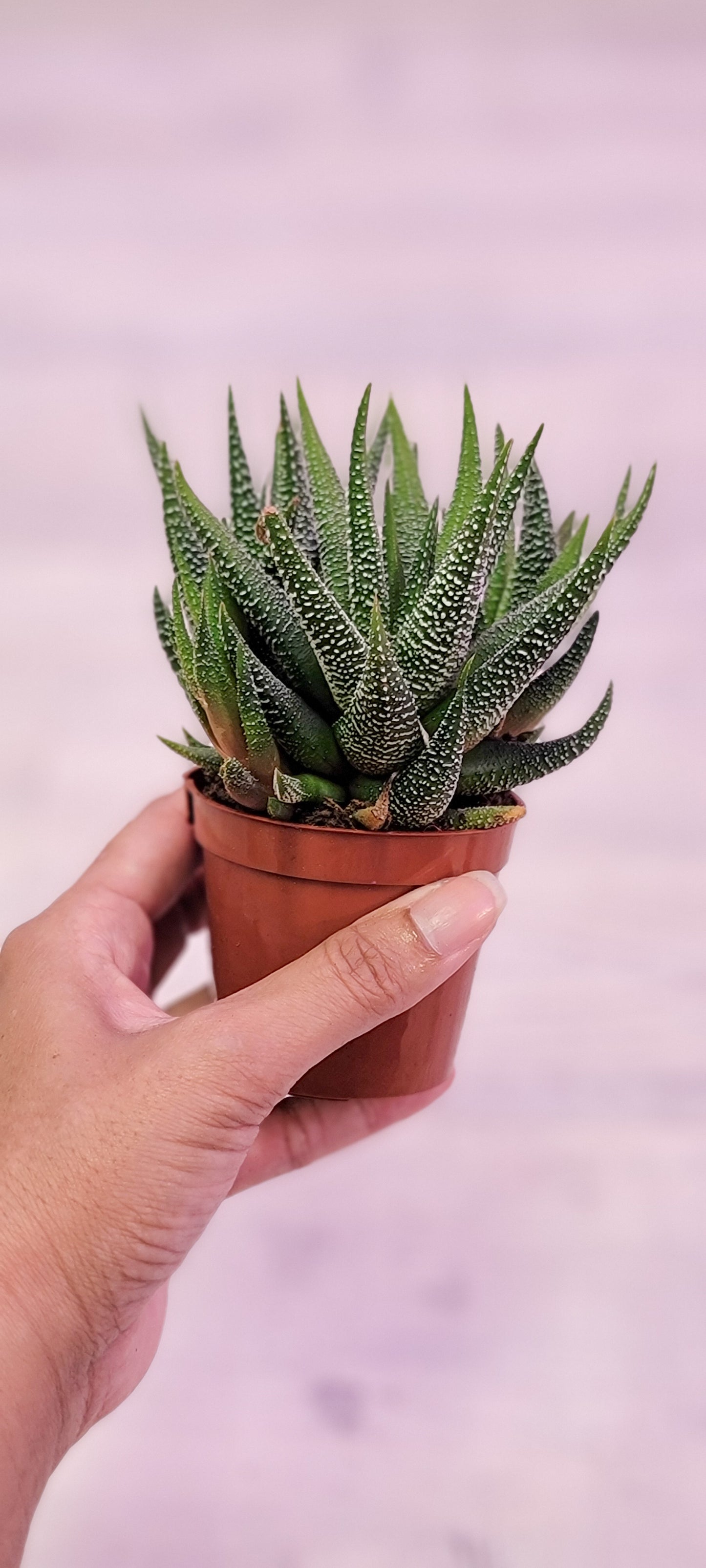 Haworthia Zebra