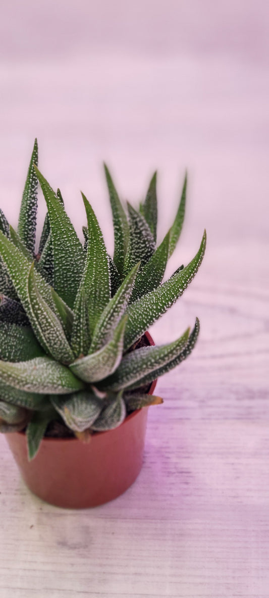 Haworthia Zebra