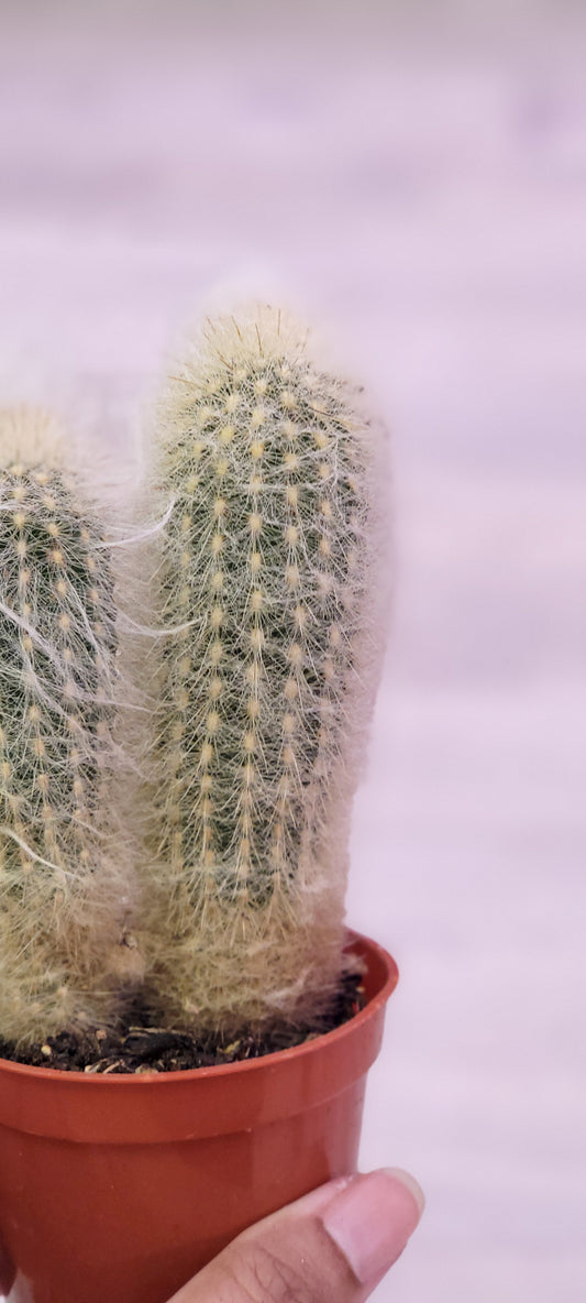 Old Man Cactus