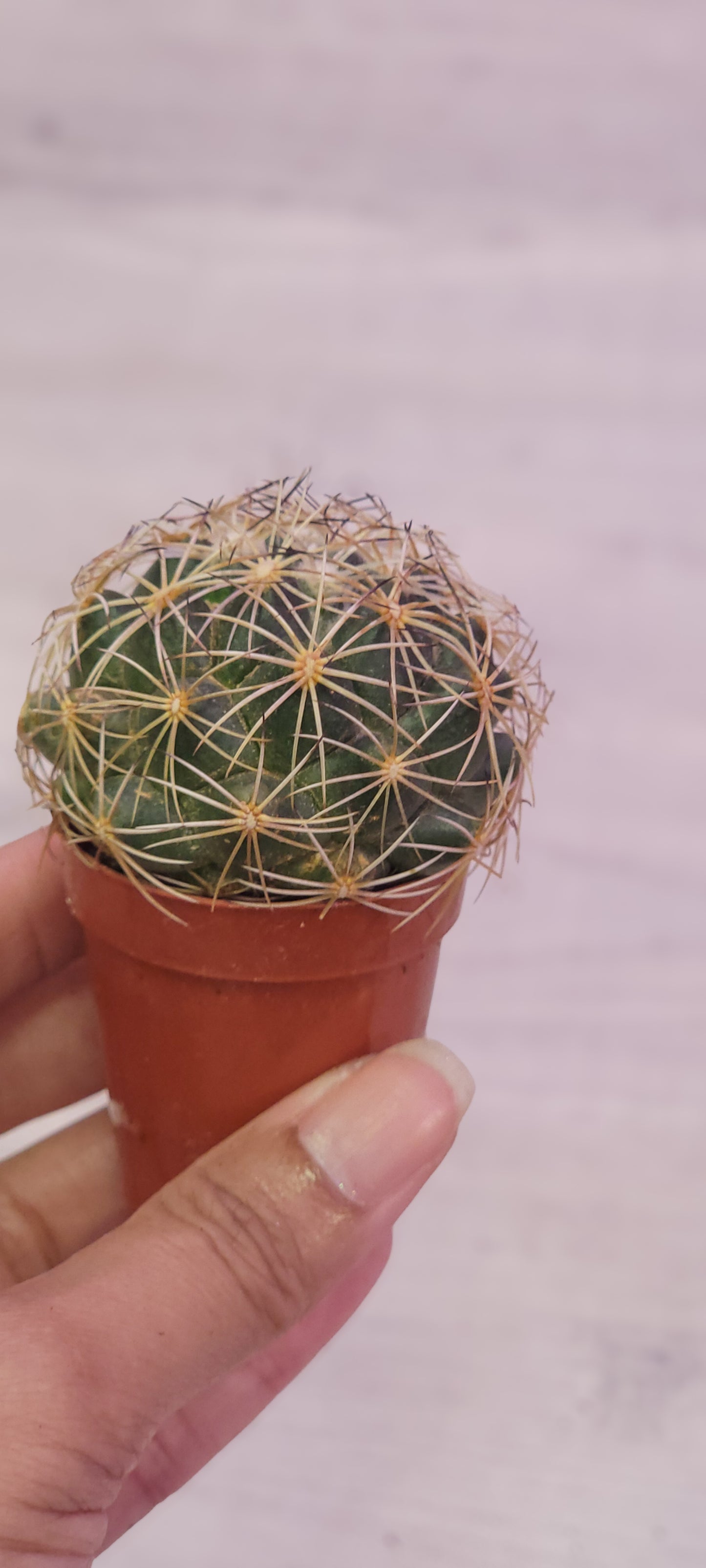 Coryphantha Cactus