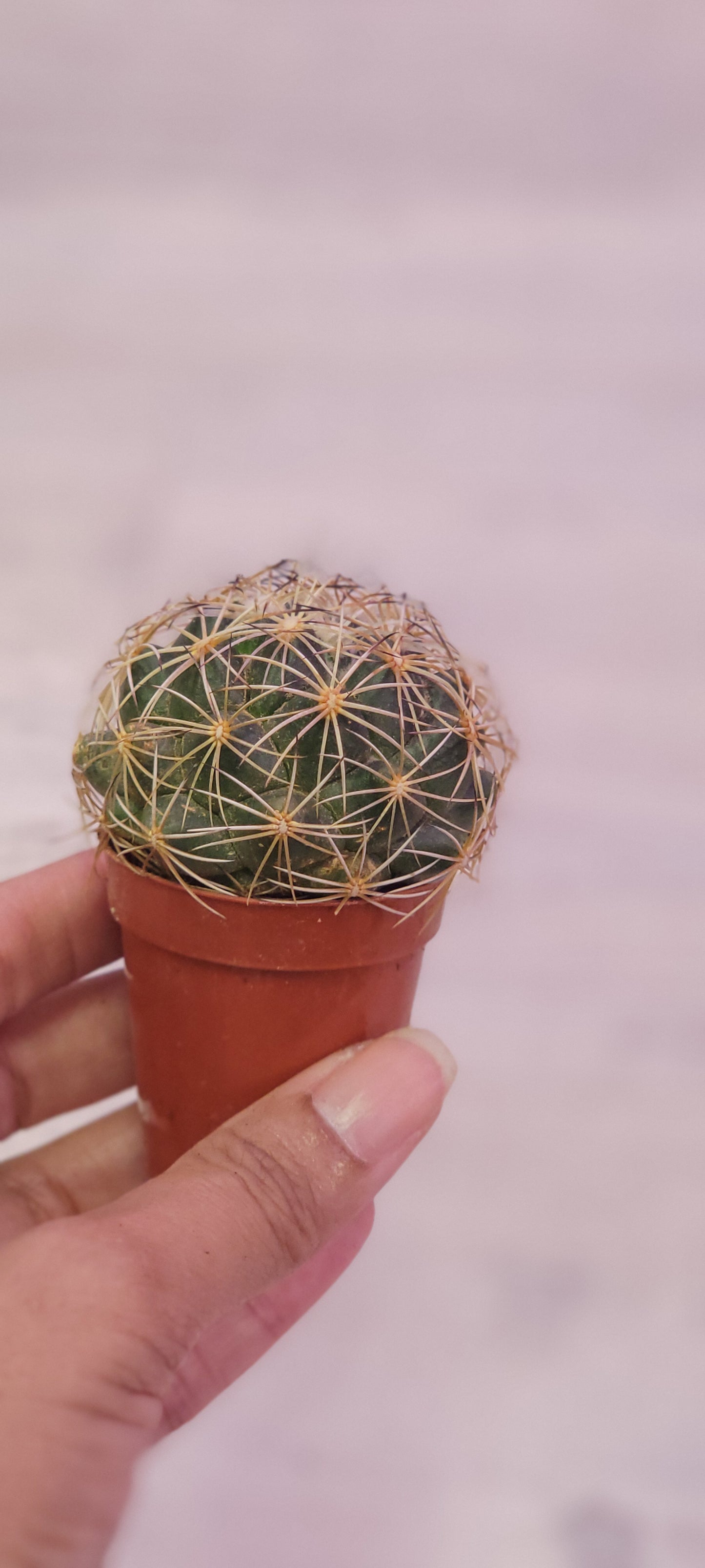 Coryphantha Cactus