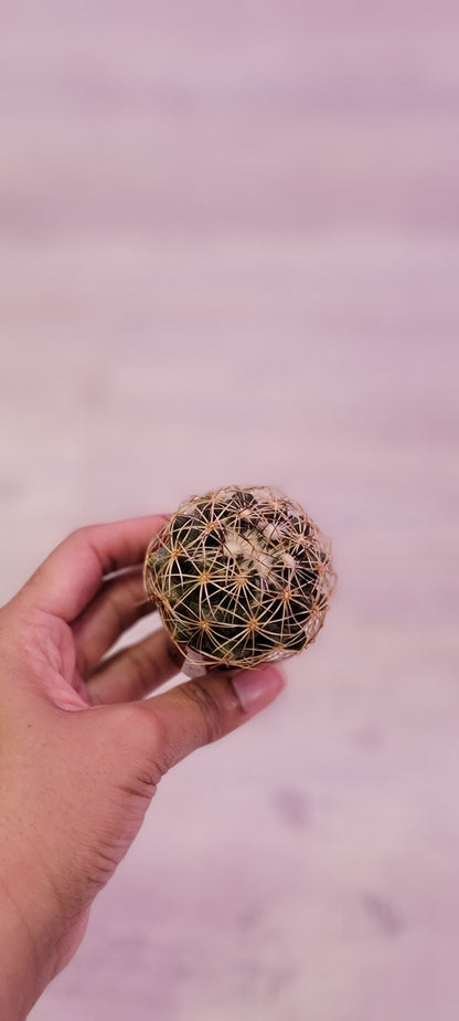 Coryphantha Cactus