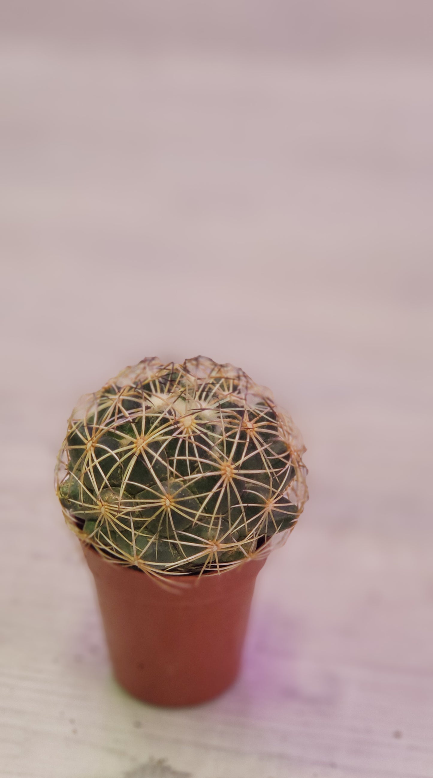 Coryphantha Cactus