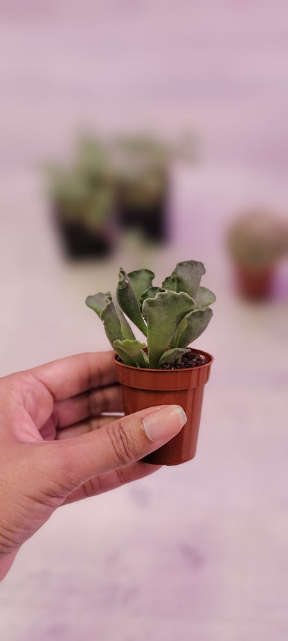 Crinkle Leaf Plant