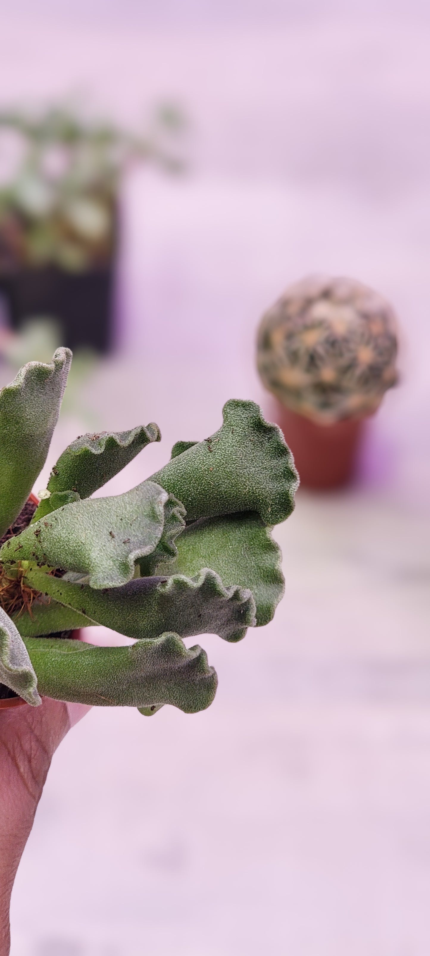 Crinkle Leaf Plant