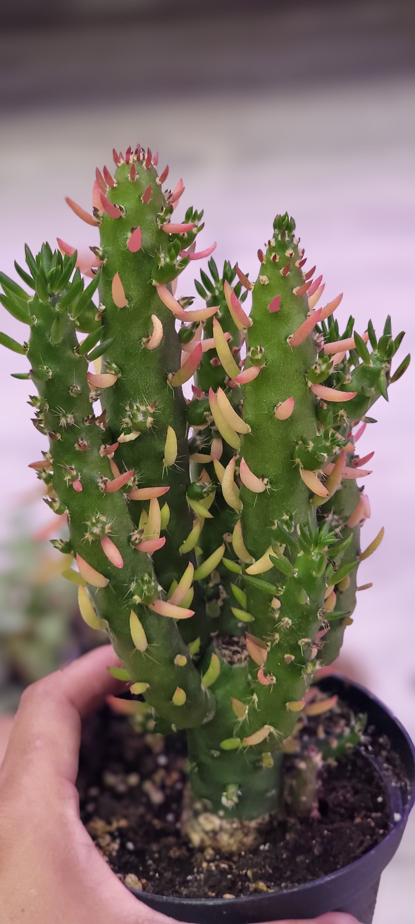 Gumby Opuntia Cactgus